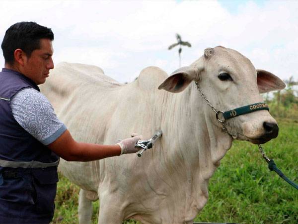 Vacas-libres-aftosa