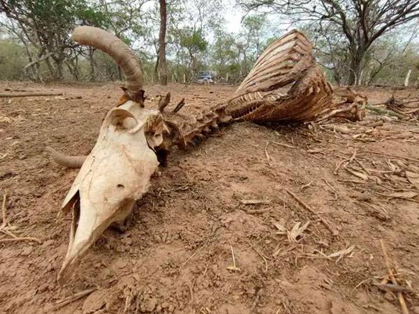 Sequia Santa-Cruz, El Deber