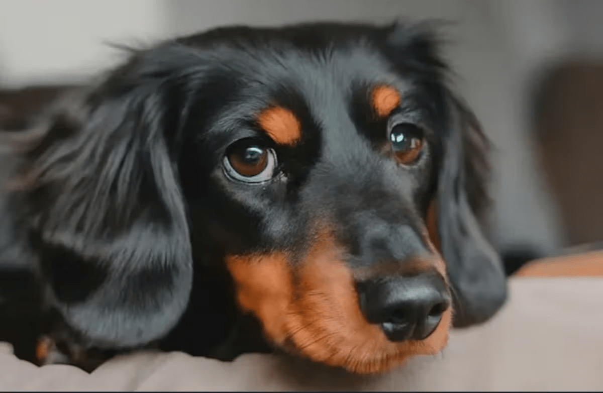 Sora Inteligencia Artificial