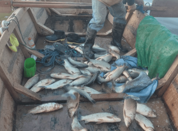 Peces Sábalo Villamontes