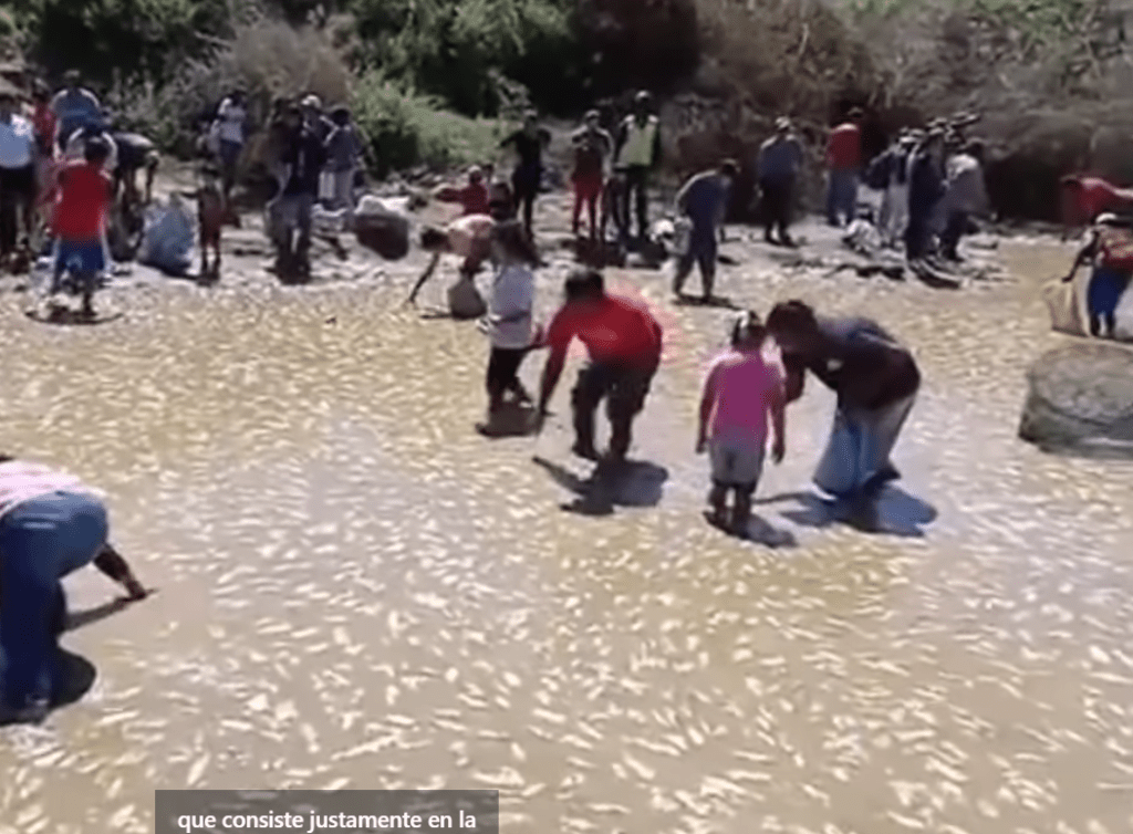 Muerte Masiva de Peces