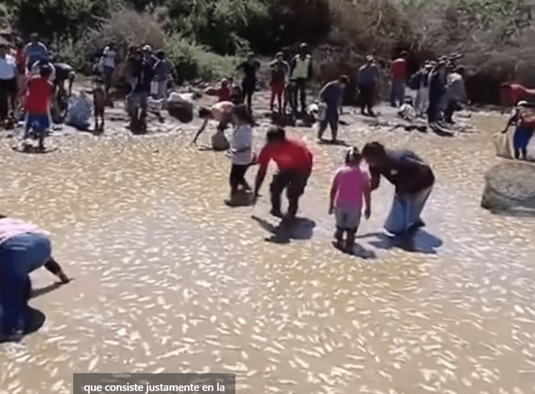 Muerte Masiva de Peces